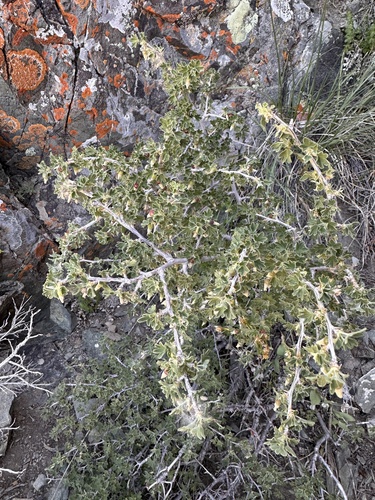Image of Ribes velutinum by (c) Matt Berger, some rights reserved (CC BY)