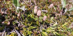 Tofieldia coccinea