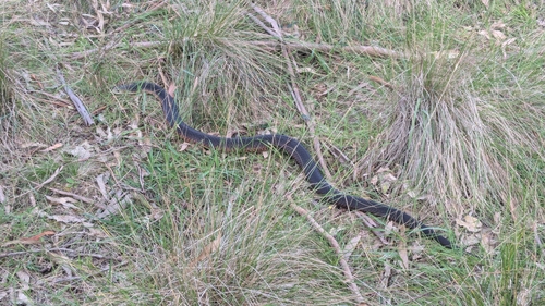 Lowlands Copperhead sighting