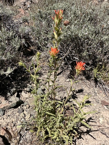 Image of Castilleja applegatei by (c) Matt Berger, some rights reserved (CC BY)