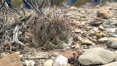 Coryphantha salinensis