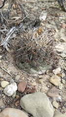 Coryphantha salinensis