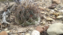 Coryphantha salinensis