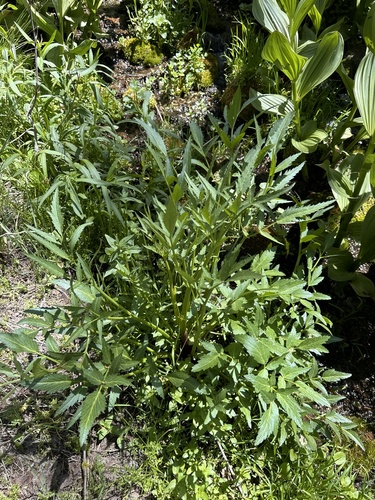 king's angelica (Angelica kingii)