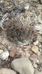 Coryphantha salinensis