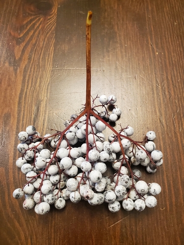 Blue Elderberry winter