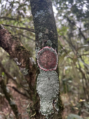 Christmas lichen