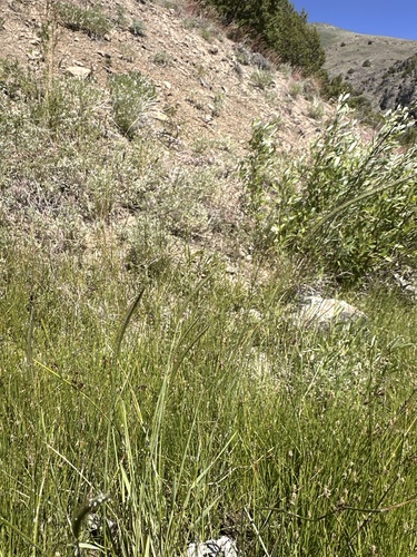 Image of Meadow Barley (Hordeum brachyantherum) by (c) Matt Berger, some rights reserved (CC BY)
