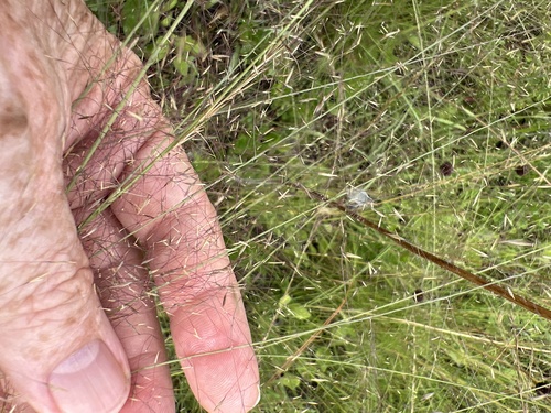 Cutover muhly (Muhlenbergia expansa)