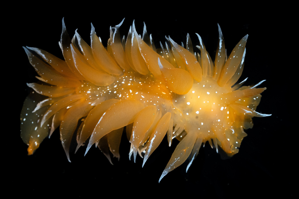 golden dirona