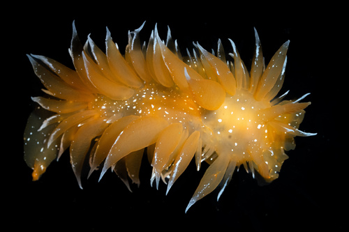 Dirona pellucida Volodchenko, 1941