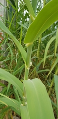 Arundo