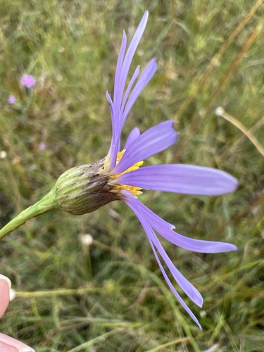 Savannah Aster (Symphyotrichum chapmanii)