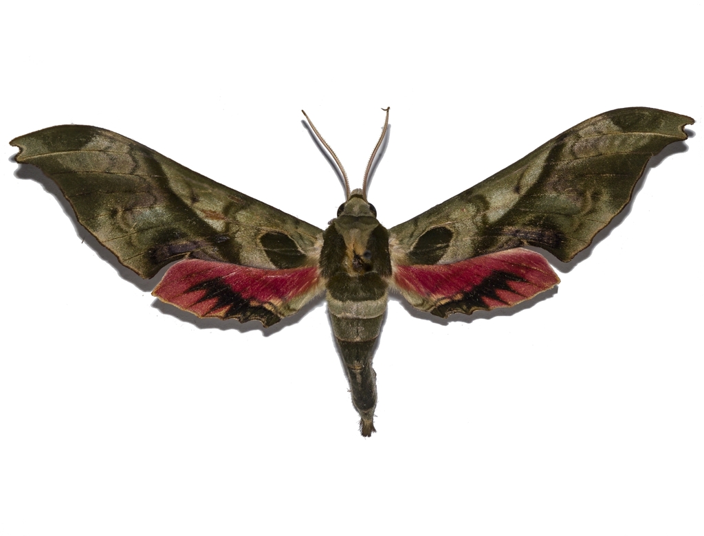 Adhemarius dariensis