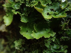 Sticta squamata