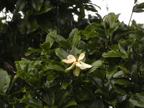 Magnolia poasana - Leaves