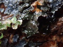 Pseudocyphellaria intricata