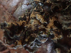 Pseudocyphellaria intricata