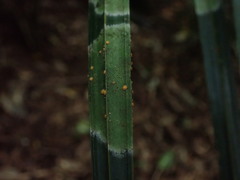 Coenogonium fallaciosum