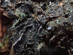 Pseudocyphellaria intricata