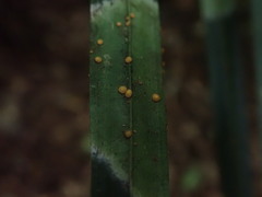 Coenogonium fallaciosum