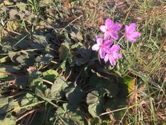 Erodium nervulosum