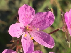 Erodium nervulosum