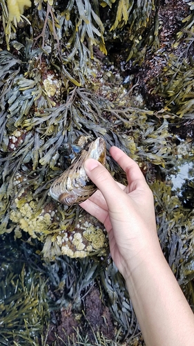 Modiolus modiolus