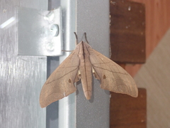 Marumba