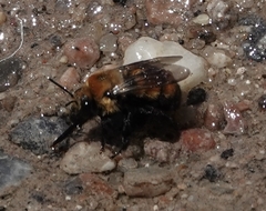 Anthophora bomboides