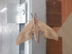 Marumba