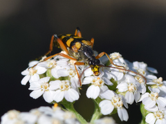 Strangalia attenuata