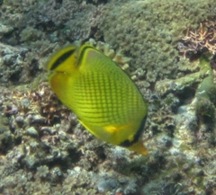 Chaetodon rafflesii