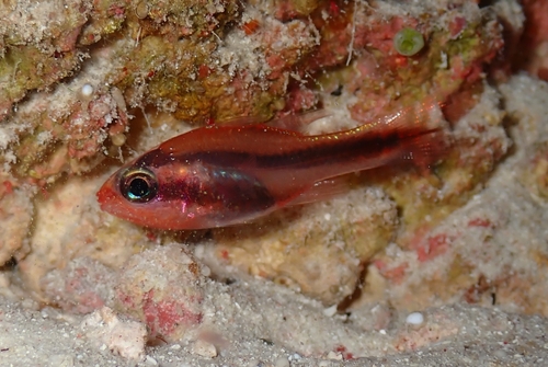 Apogon semiornatus observed 2024-10-05