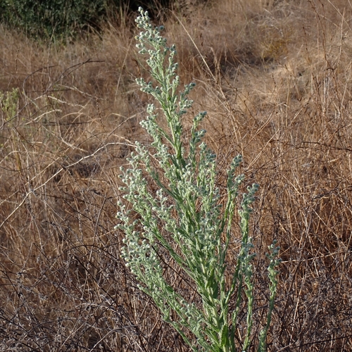 Image of Laennecia coulteri by no rights reserved