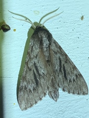 Acronicta americana