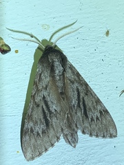 Acronicta americana