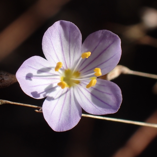 Image of Flax-Flowered Linanthus (Leptosiphon liniflorus) by no rights reserved