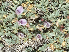 Astragalus kentrophyta tegetarius