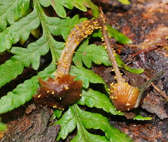 Neobarya agaricicola