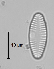 Planothidium lanceolatum