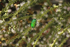 Ischiopsopha wallacei