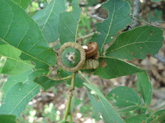 Quercus glaucoides