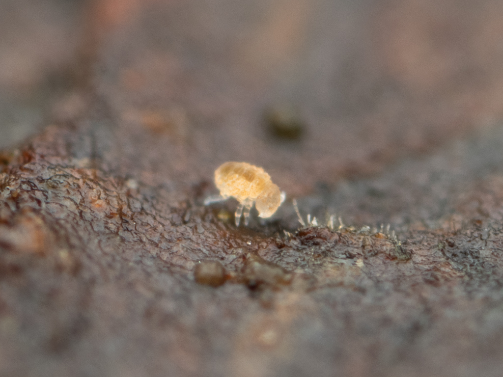 Megalothorax minimus V.Willem, 1900