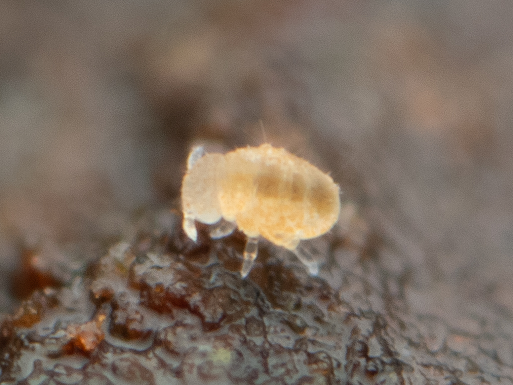 Megalothorax minimus V.Willem, 1900