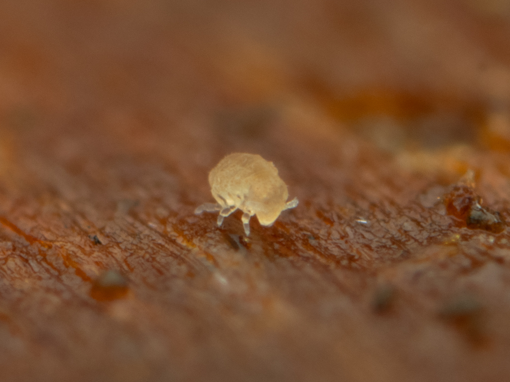 Megalothorax minimus V.Willem, 1900