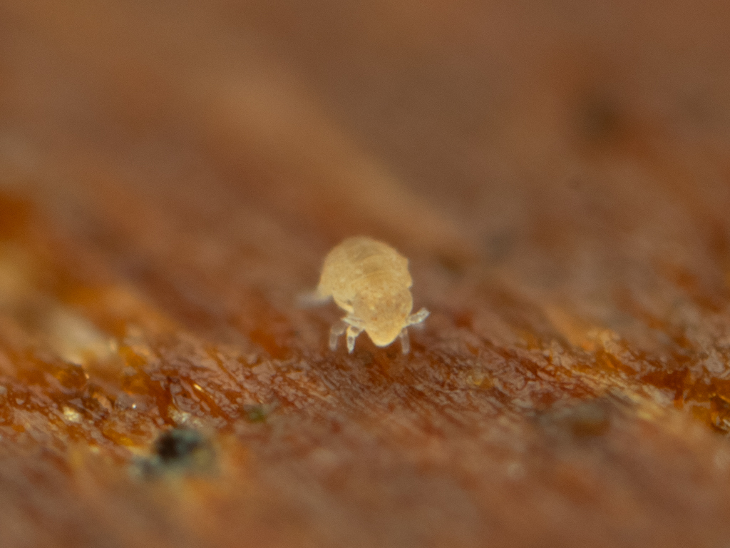 Megalothorax minimus V.Willem, 1900