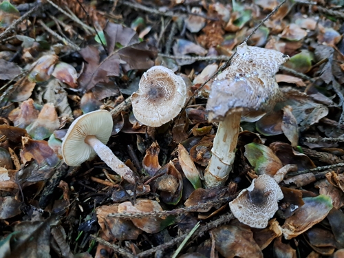 Lepiota brunneoincarnata — (c) ionafraser, some rights reserved (CC BY)