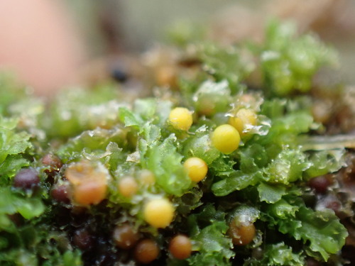 Image of Fossombronia foveolata by no rights reserved