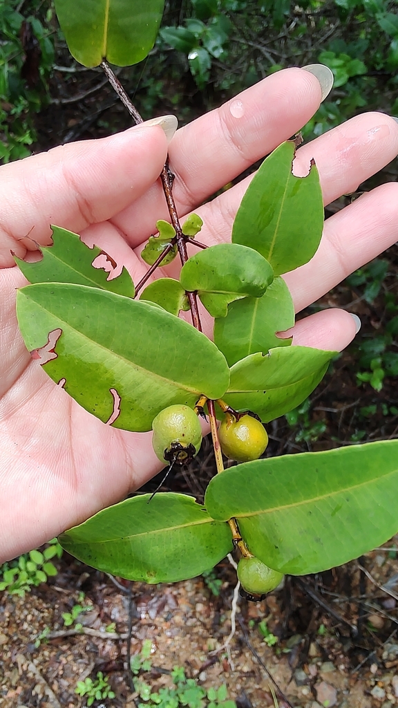 Mouriri muelleri